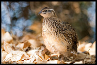 Coturnix Quail