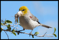 Verdin With Nesting Material