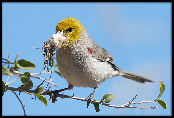 Verdin With Nesting Material