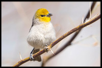 Verdin