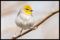 Verdin
