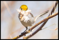 Verdin With Nesting Material