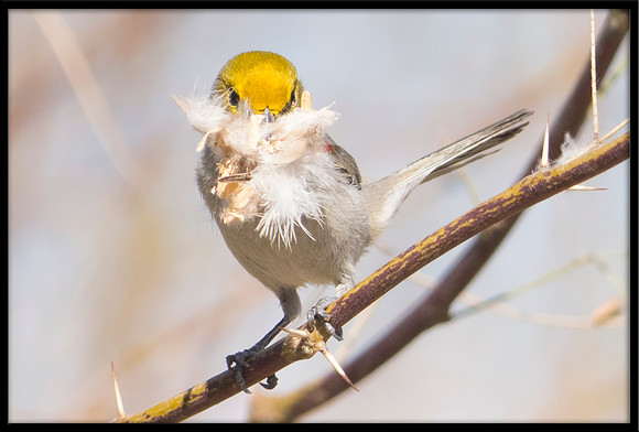 Verdin With Nesting Material