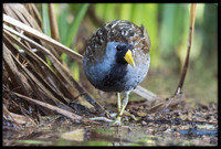 Sora