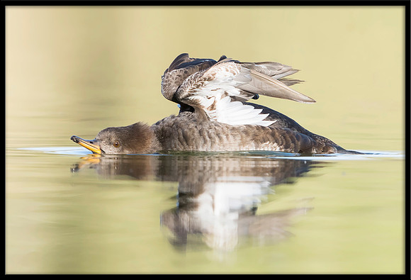 Hooded Merganser - young female