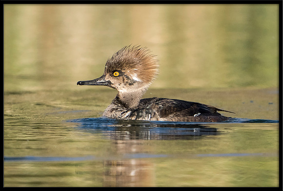 Hooded Merganser - young male