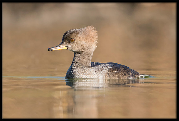Hooded Merganser - young female