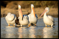 Brown Pelican hides among White Pelicans