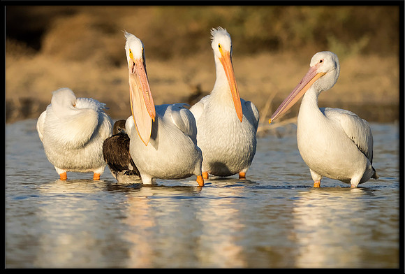 Brown Pelican hides among White Pelicans