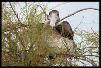 Brown Pelican Resting In A Tree