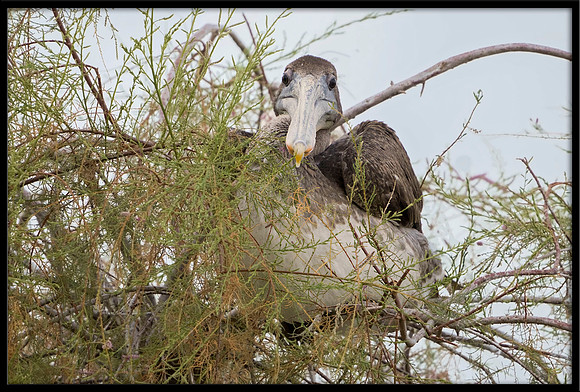 Brown Pelican Resting In A Tree