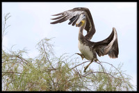 Brown Pelican Flies Off From A Tree