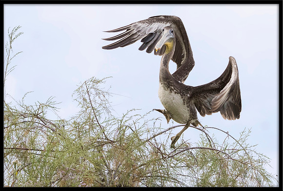 Brown Pelican Flies Off From A Tree