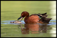 Cinnamon Teal