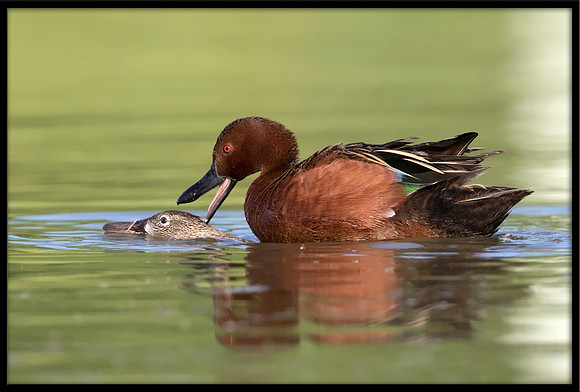 Cinnamon Teal