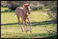 Salt River Wild Horse