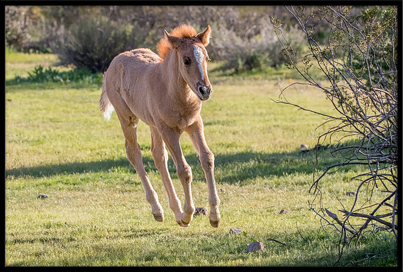 Salt River Wild Horse