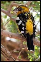 Yellow Grosbeaks