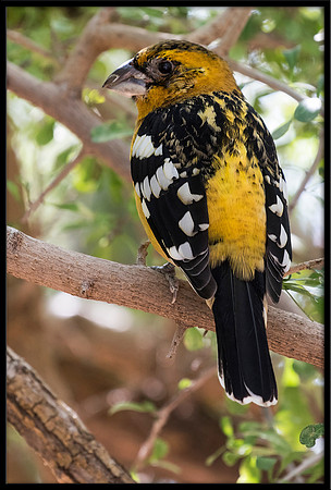 Yellow Grosbeak