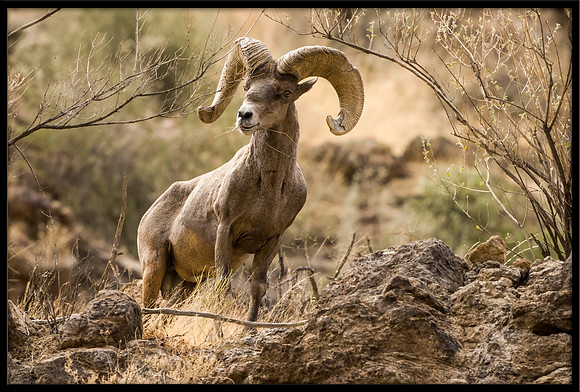 Desert Bighorn