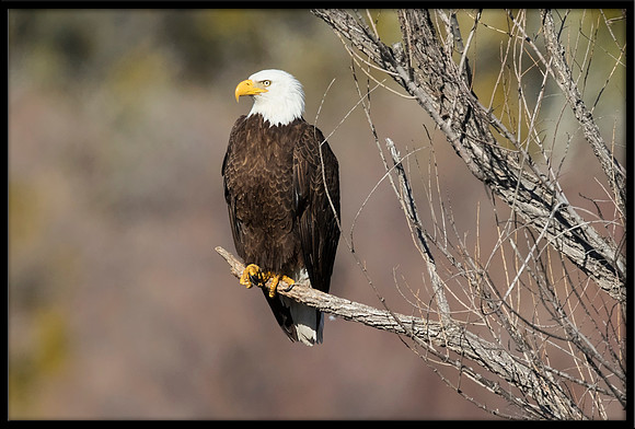 Bald Eagle