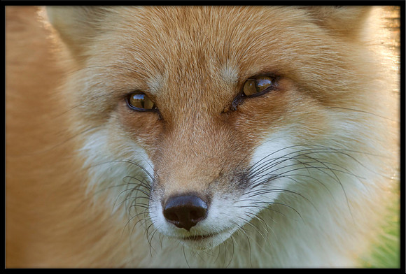 Red Fox