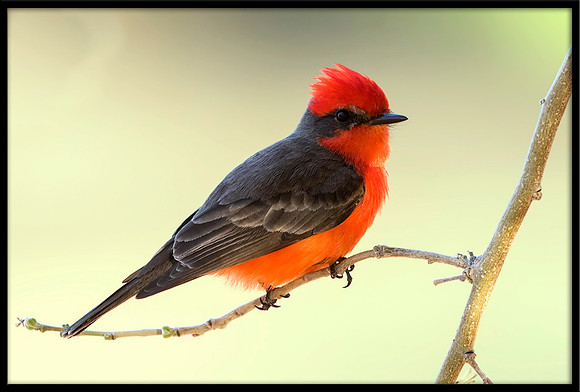Vermilion Flycatcher