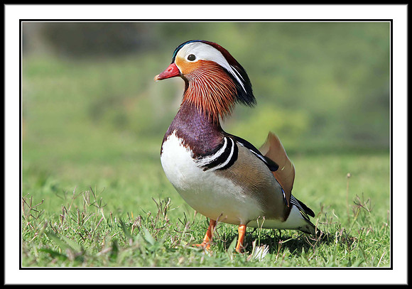 Mandarin Duck