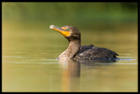 Double-crested Cormorant