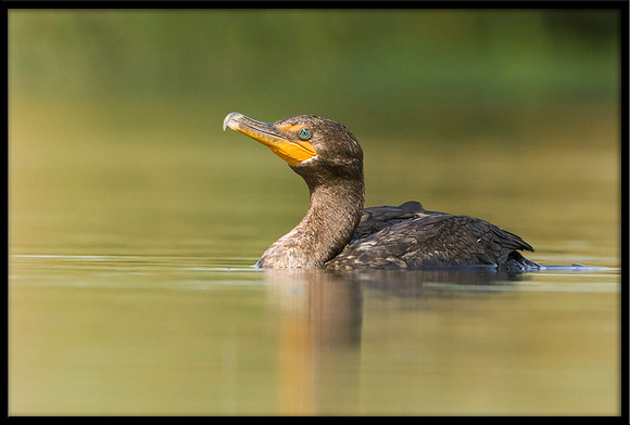 Double-crested Cormorant