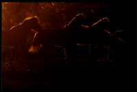 Salt River Wild Horse