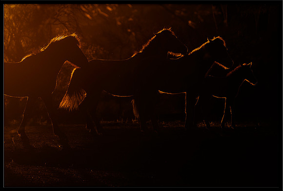 Salt River Wild Horse
