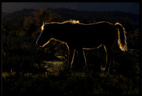 Salt River Wild Horse