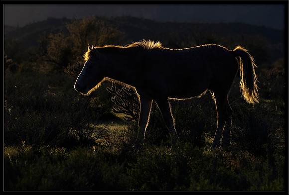 Salt River Wild Horse