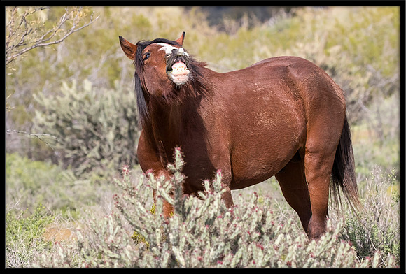 Salt River Wild Horse