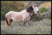 Salt River Wild Horse