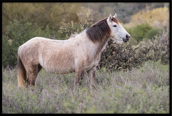 Salt River Wild Horse