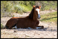 Salt River Wild Horse
