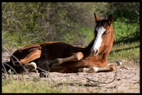 Salt River Wild Horse