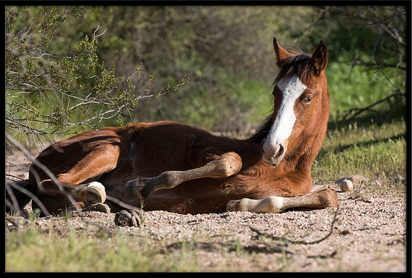 Salt River Wild Horse