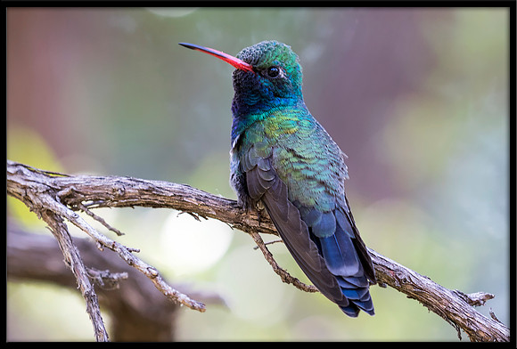 Broad-billed Hummingbird