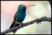 Broad-billed Hummingbird