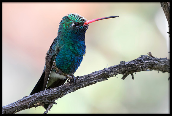 Broad-billed Hummingbird