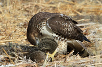 Hawk eating squirrel