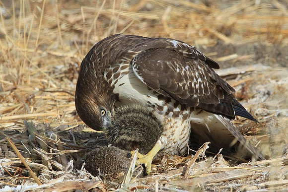 Hawk eating squirrel