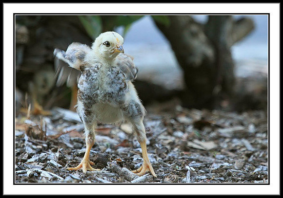 Chick