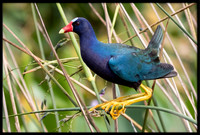 Purple Gallinule