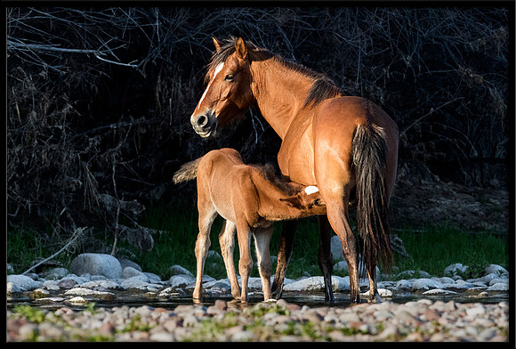 Salt River Wild Horse - Foal Nursing