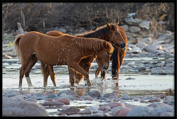 Salt River Wild Horse