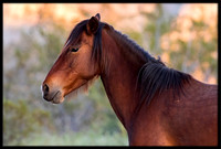 Salt River Wild Horse